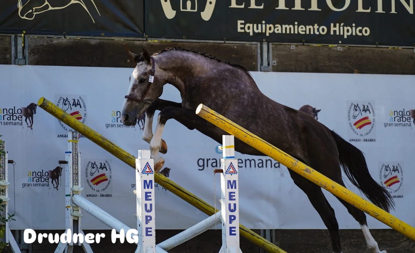 horse